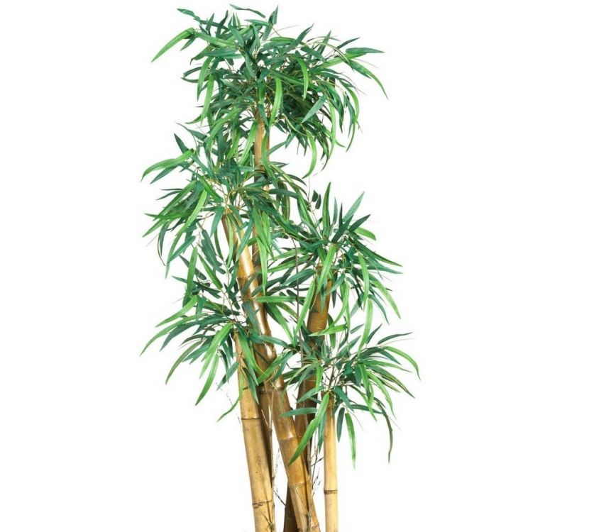 O bambusu